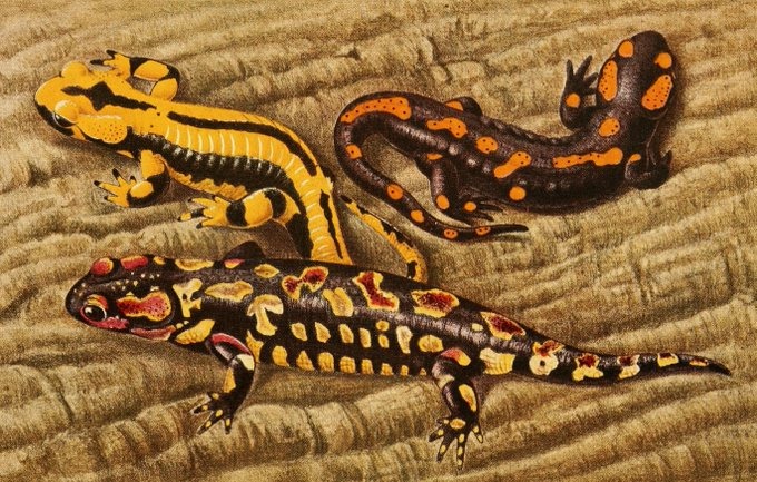 Illustration from the Old Weird Scotland 'Big Salamander' page; content and rights unverified.