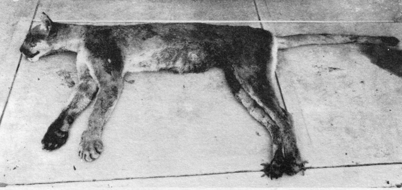 The supposed onza that stirred up the International Society of Cryptozoology