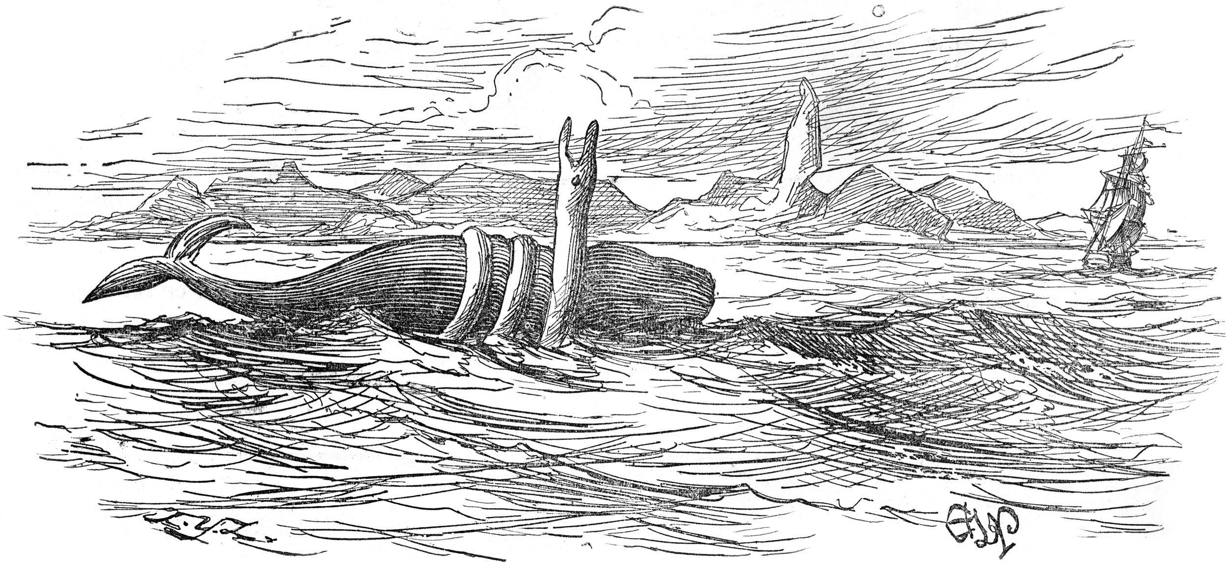 The Rev. E. L. Penny's drawing of the Pauline serpent and whale, made from the crew's description, as reproduced in Oudemans's The Great Sea-Serpent