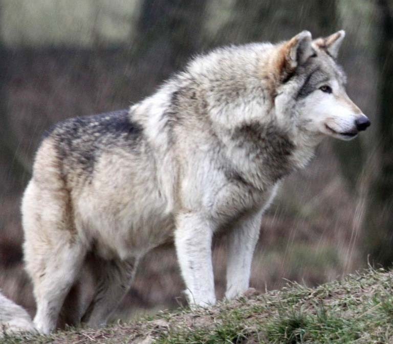 Wolf, shown for comparison
