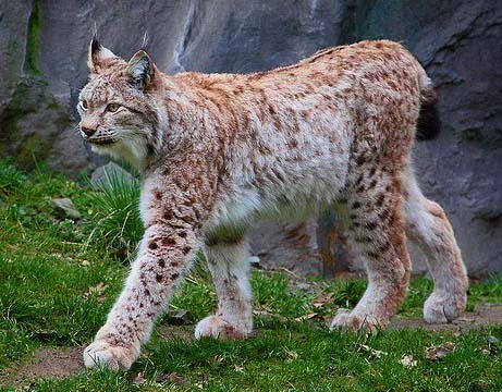 Canadian lynx (loup-cervier), shown for comparison