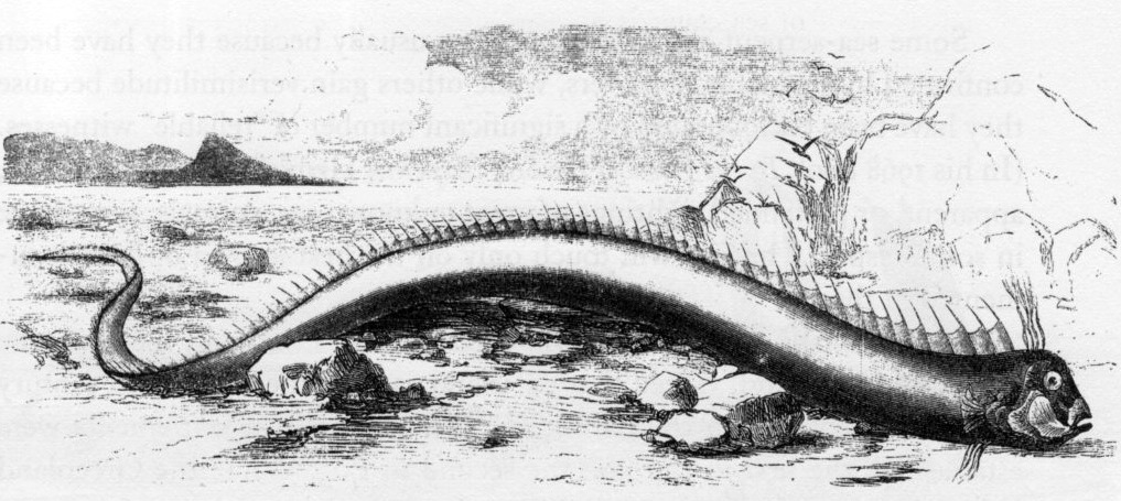 Harper's Weekly engraving of the oarfish on the beach at Hungry Bay, from W. D. Munro's 1860 sketch
