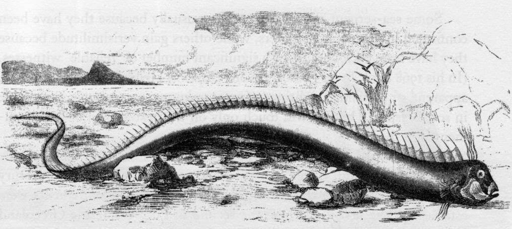 The 16 ft oarfish washed ashore on a Bermuda beach in 1860, originally thought to be a sea serpent