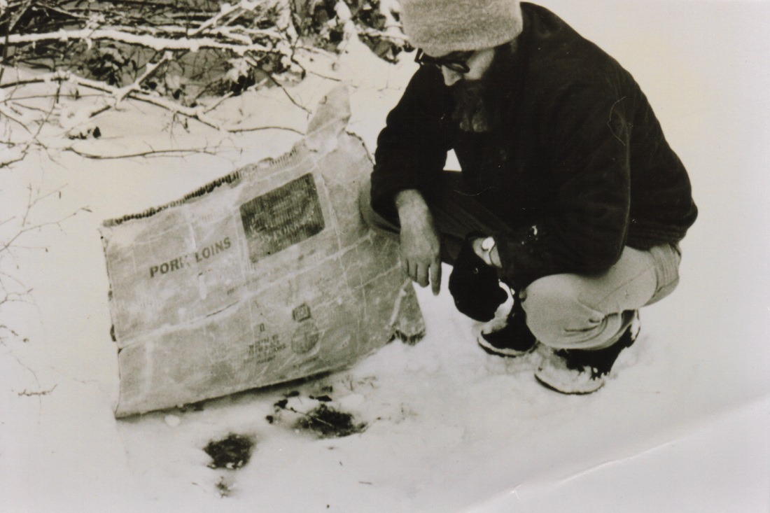 Grover Krantz examines one of the cripple foot prints in snow, late 1969 or early 1970.