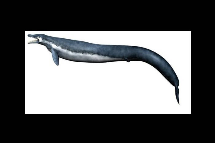 Basilosaurus illustration