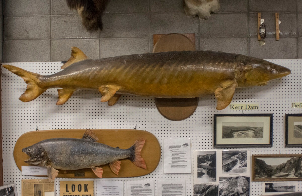 The mounted 1955 white sturgeon at the Polson-Flathead Historical Museum