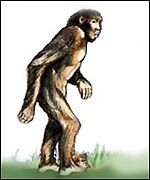 Colour artwork of the orang pendek based on Debbie Martyr's data