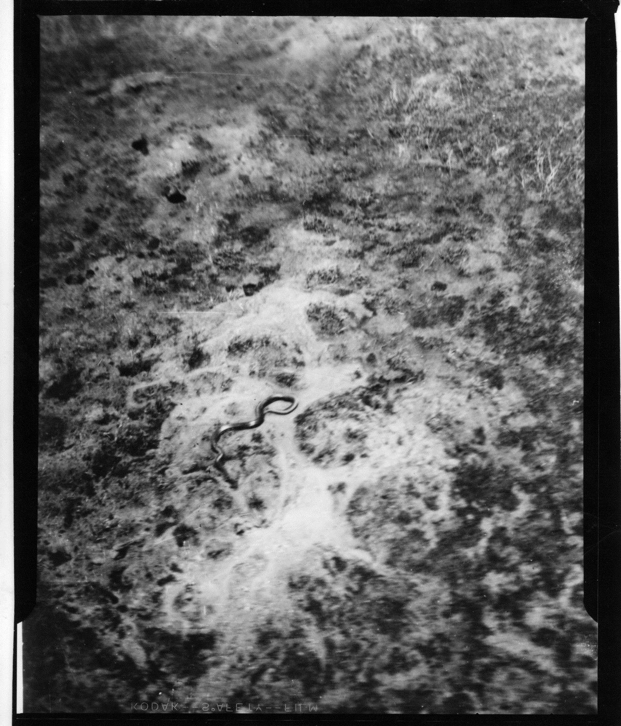 Larger version of the snake photograph