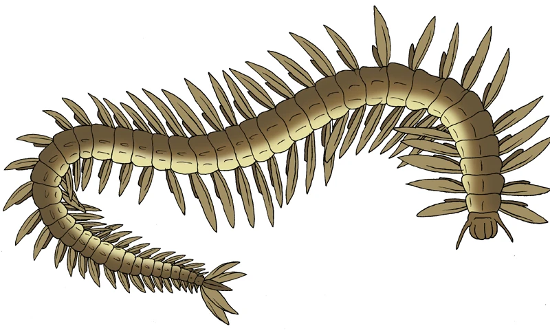 A rendition of the Con Rit. Fan-wiki artwork.