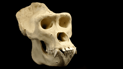 Stock photo of a gorilla skull used as illustration