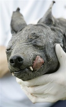 Frozen head of a so-called Chupacabra in Cuero, Texas.