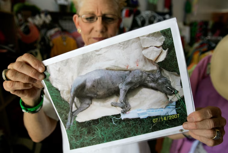 Phylis Canion holds a photo of what she is calling a Chupacabra, 31 August 2007.