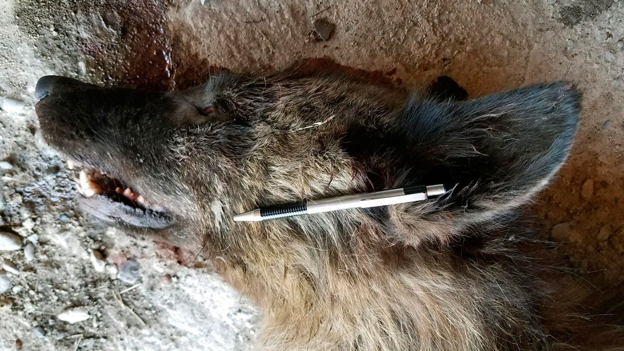 The wolf-like animal shot near Denton