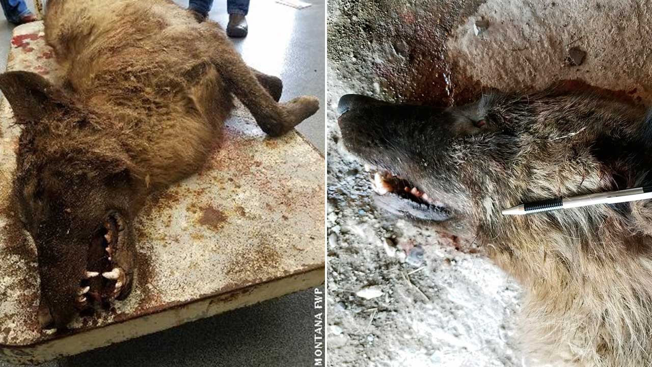 FWP photos of the Denton animal side by side