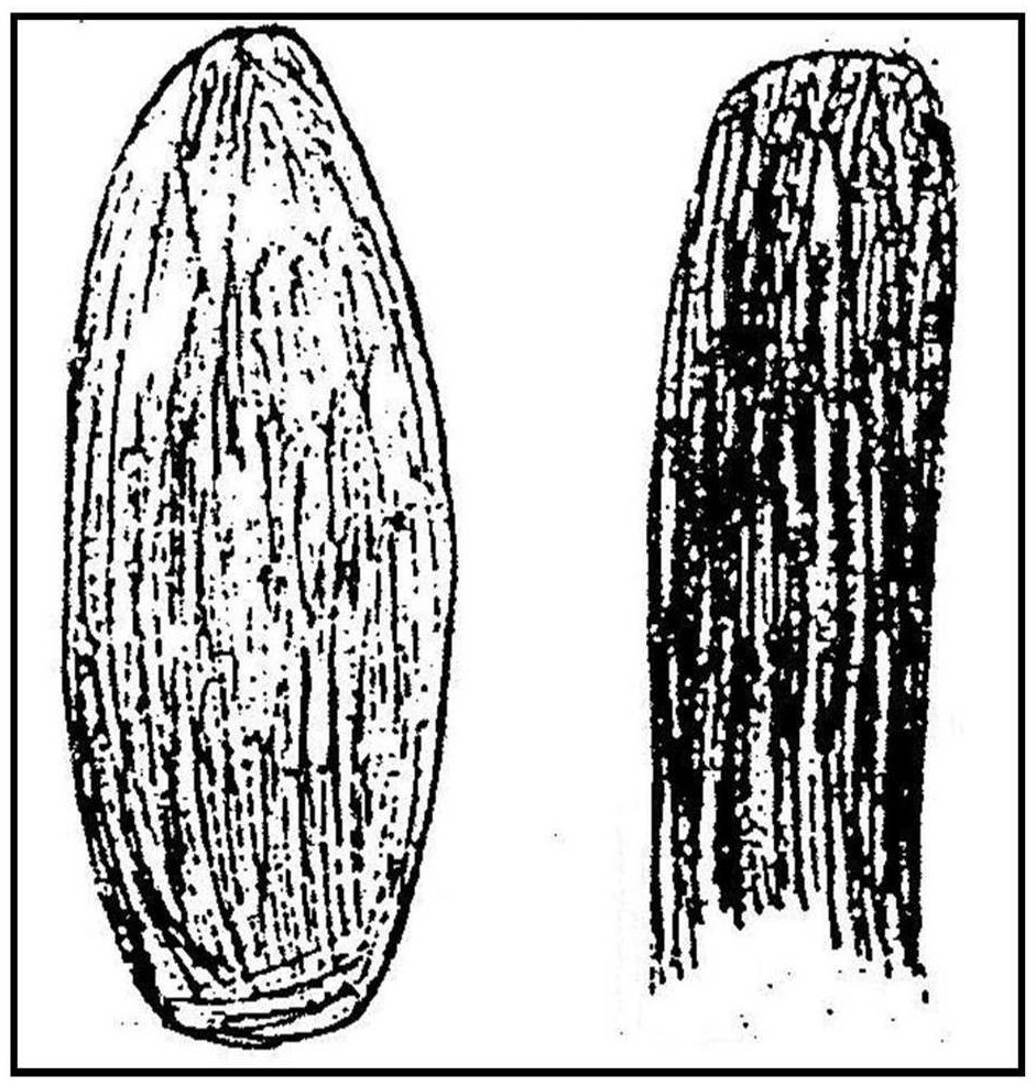 The witnesses' own sketches of the craft and beings