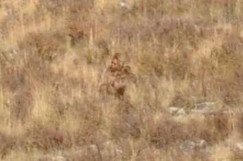 Zoomed photo of the figure squatting in the brush