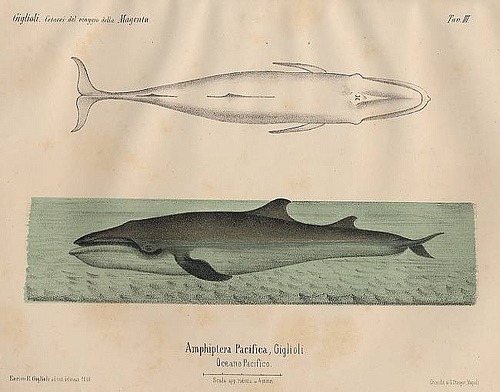 Illustration accompanying the Futility Closet post on Giglioli's whale; probably a later illustration, not a photograph of the event
