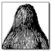 Illinois Cryptids header graphic
