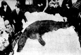 Museum of Hoaxes image for the 1972 Loch Ness prank (unverified: a 1972 newspaper headline or the carcass on display)
