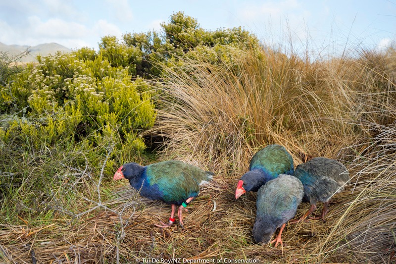 Takahē family at Burwood Takahē Centre, modern photo