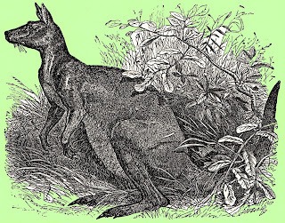Header image from Karl Shuker's phantom kangaroo article; generic, not of this case