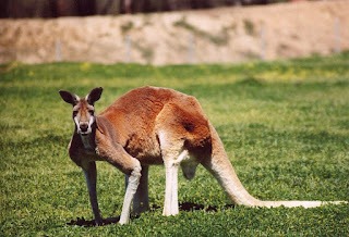 A red kangaroo standing on all fours, illustrating Shuker's quadrupedal kangaroo category; not the Ohio animal