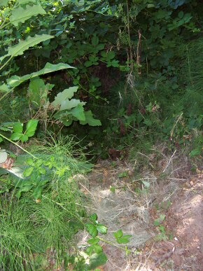 "A Bed Fit For Bigfoot": a pile of dried vegetation Biscardi said might be Bigfoot bedding, Happy Camp, July 2005.