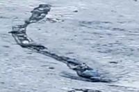 Lagarfljótsormurinn image from Old Salt Blog; unverified whether a video still or an illustration