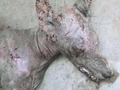 Thumbnail, probably of the Hood County animal (not verified)