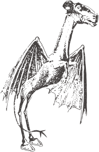 Vector redraw of the Philadelphia Evening Bulletin sketch of 21 January 1909, said to be based on Nelson Evans's description.