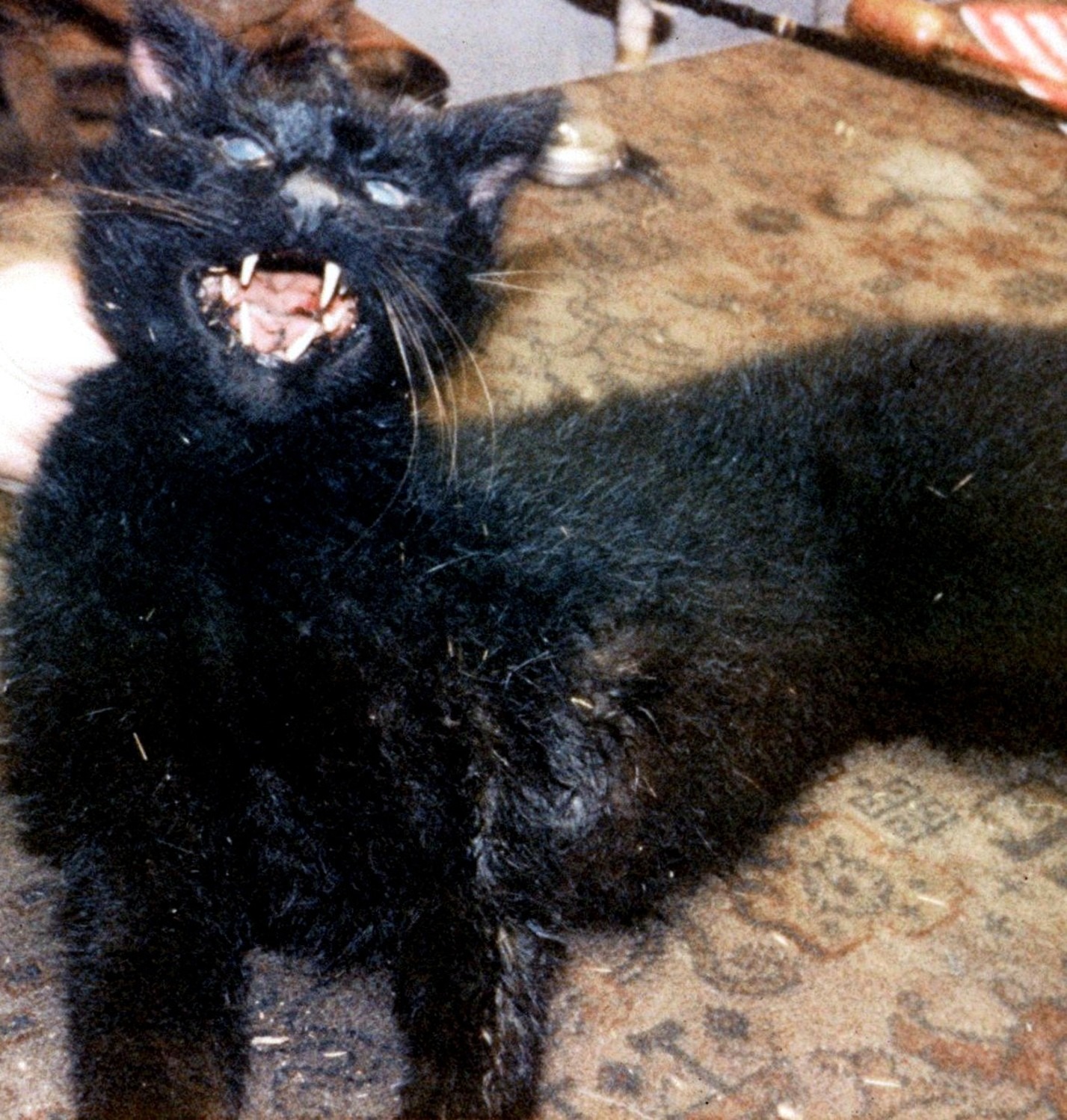 The Revack cat, photographed by Edward Orbell in 1984