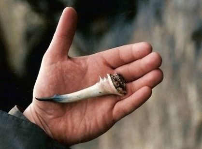 The alleged Loch Ness tooth, later identified from this photograph as a muntjac deer antler.