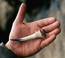 Image from the lochnesstooth.com website; contents unverified.