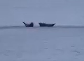 Comparison photo: seals with heads raised, from the 2025 seal debate