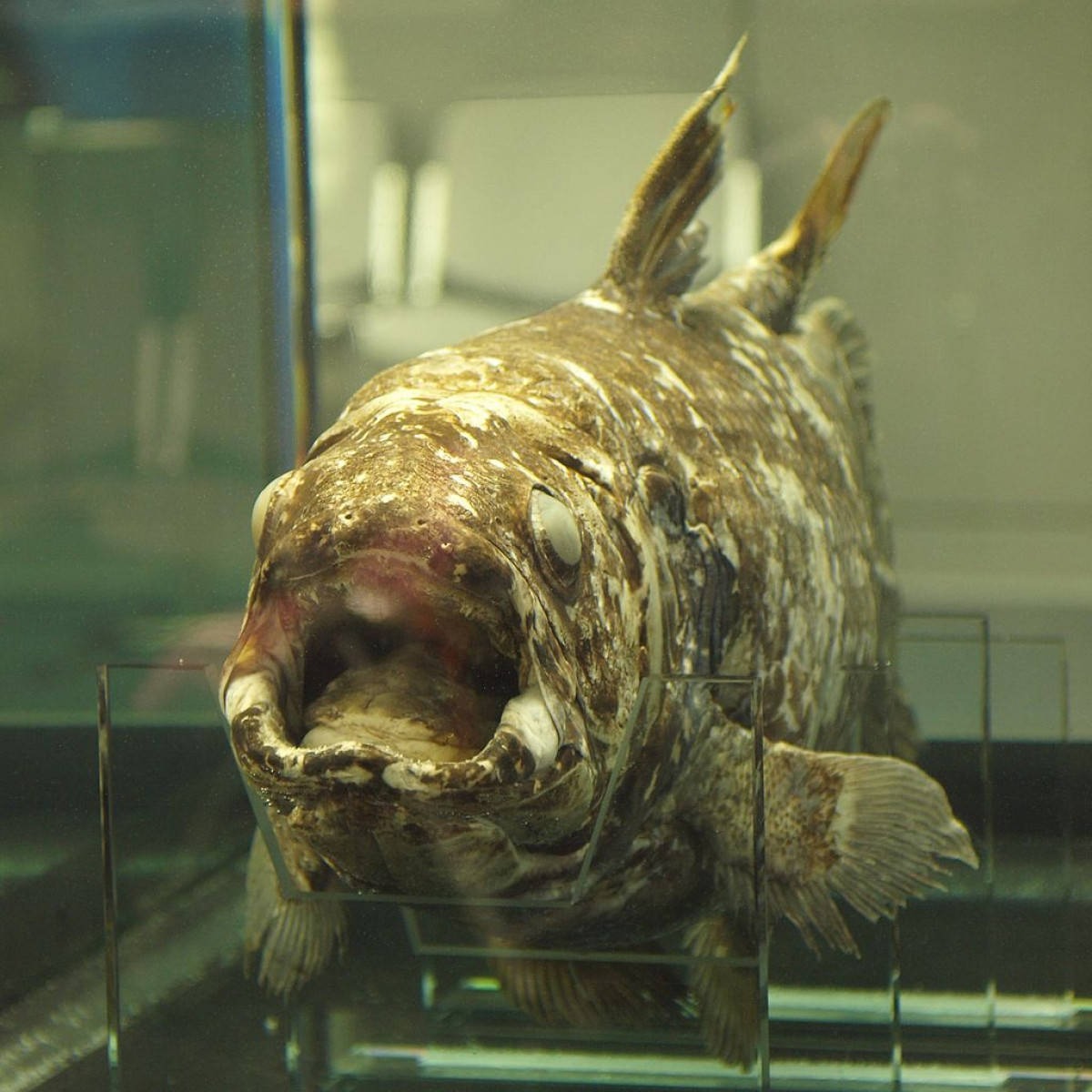 Latimeria menadoensis, probably a later specimen rather than the 1998 fish