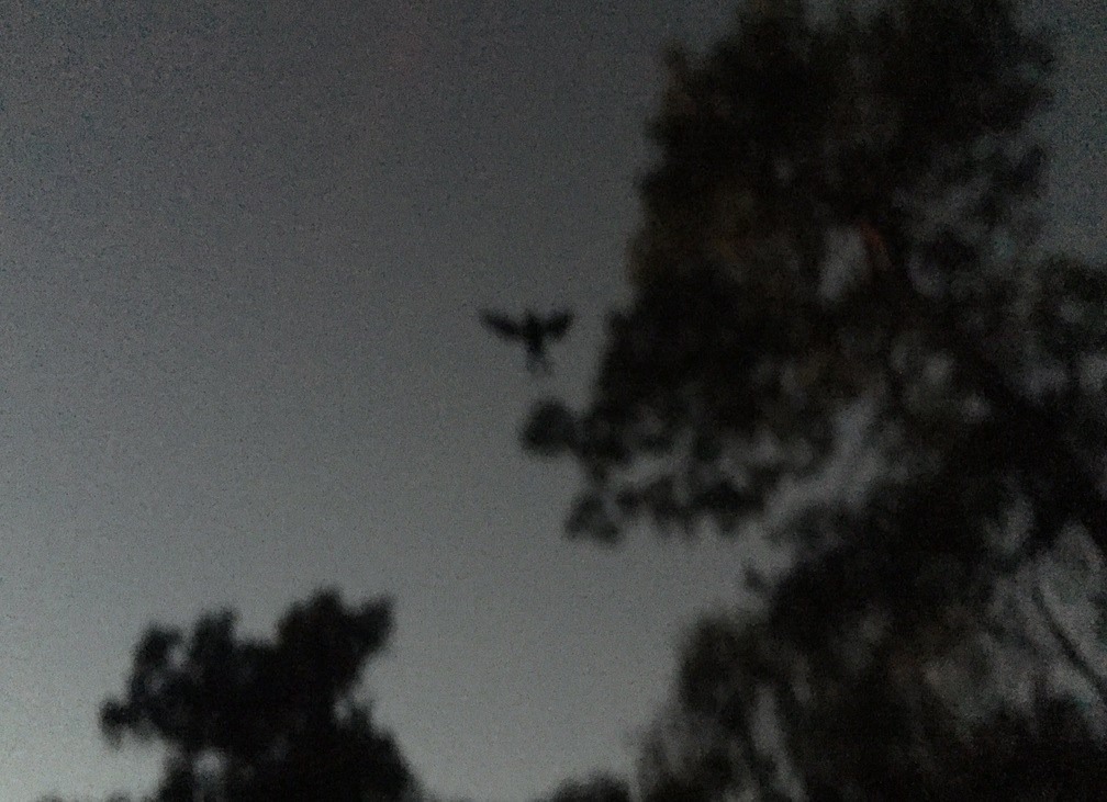 Second, distinct frame of the winged figure