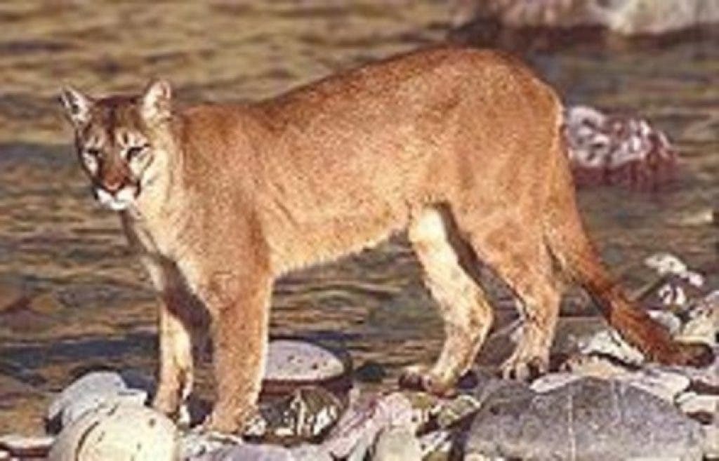 Image embedded in Patch's 23 June 2011 scat sample article; content unverified