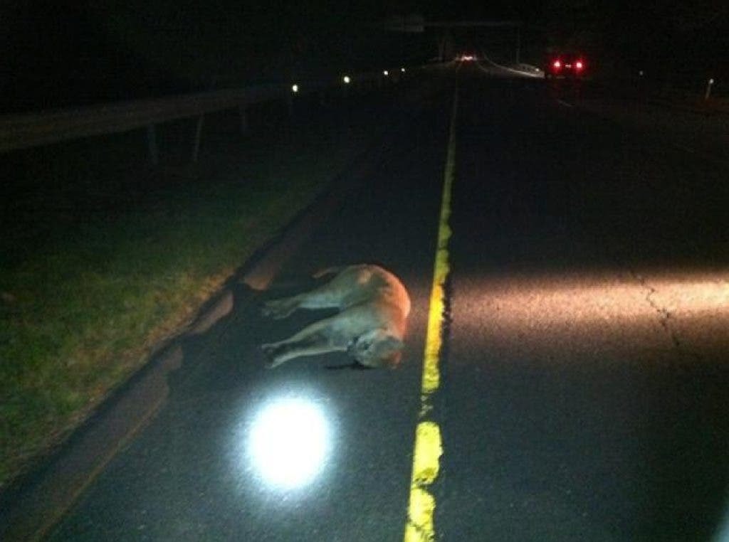 Image embedded in Patch's 'Mountain Lion Killed in Milford'; content unverified, URL hash may be truncated
