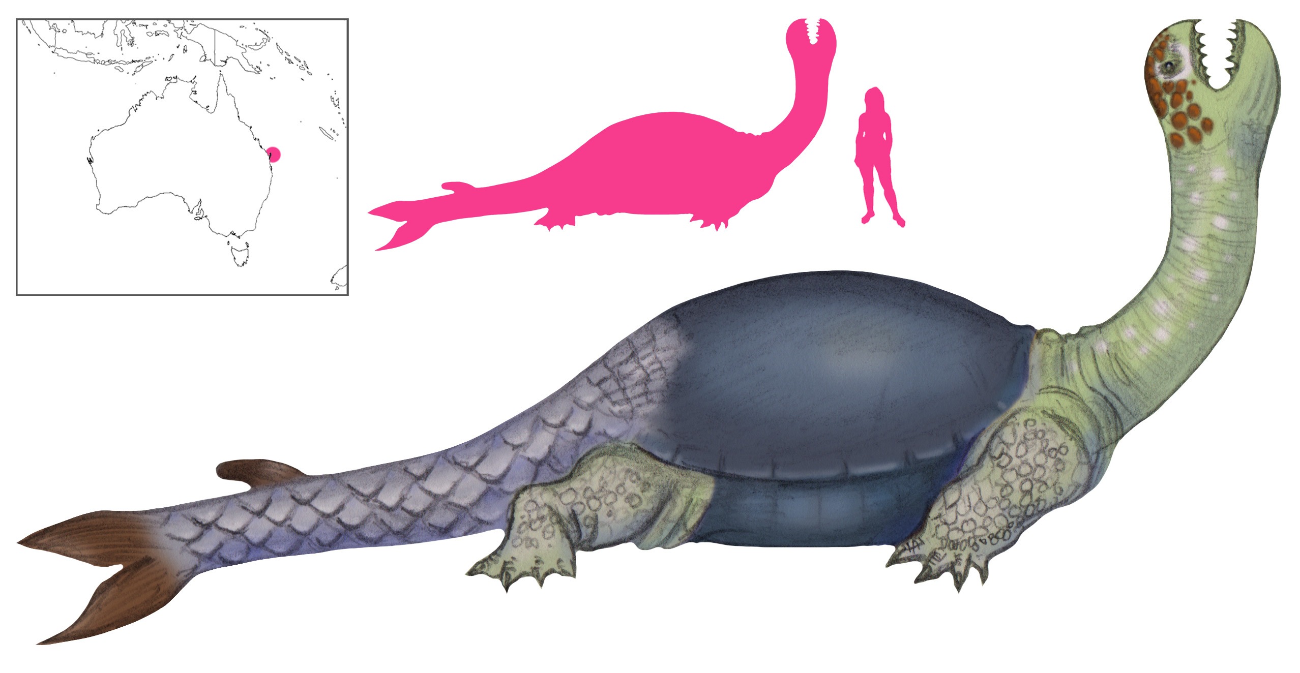 Illustration of the Moha-moha from A Book of Creatures; unclear whether it is Lovell's sketch or a modern drawing