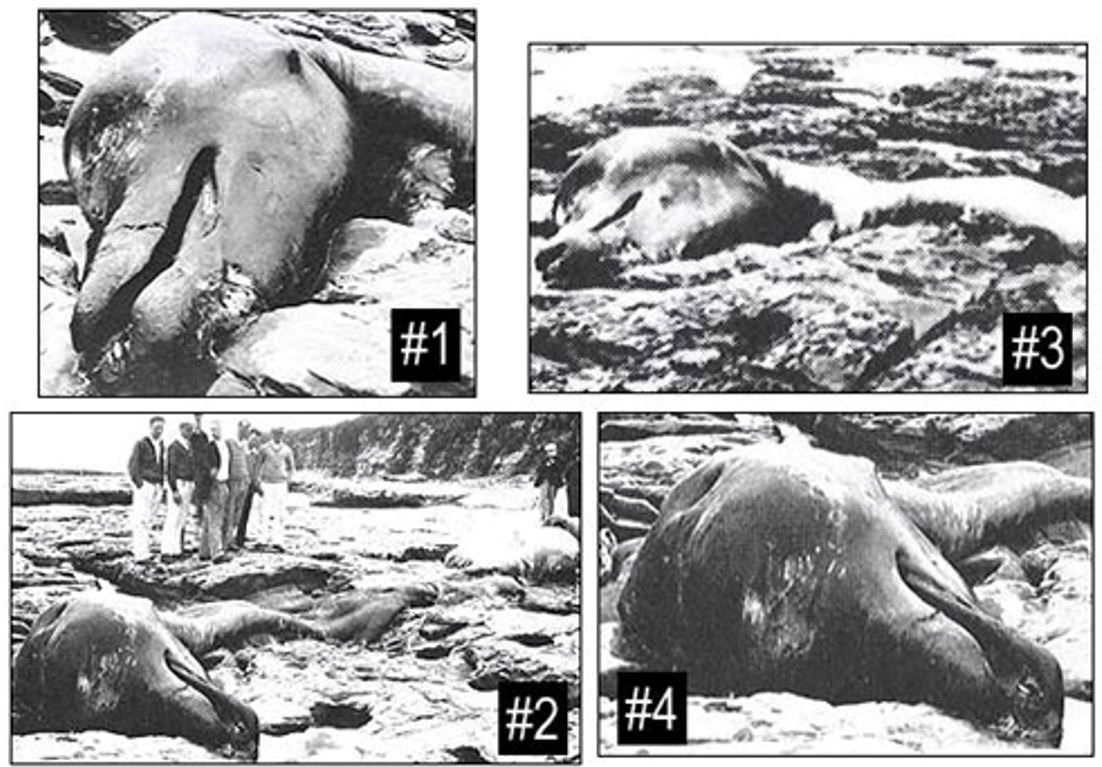 Four views of the carcass on the beach, 1925.