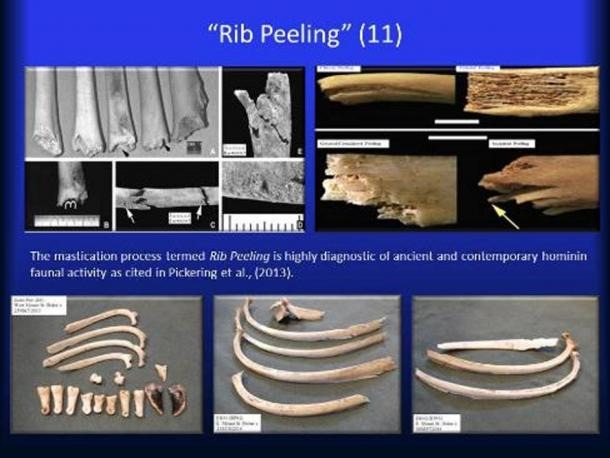 Claimed "Rib Peeling" on bone.