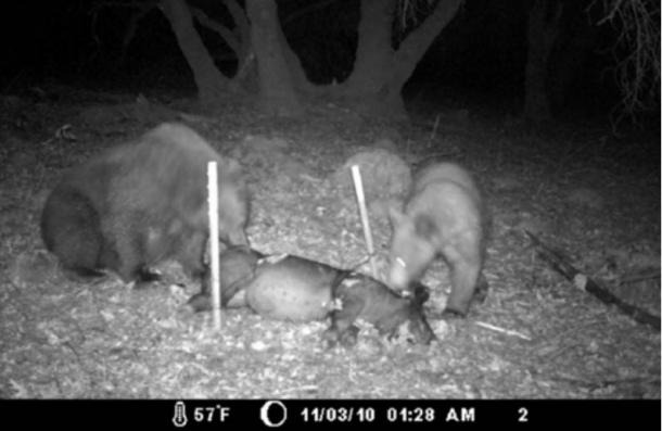 Trail camera still of bears scavenging a pig carcass, comparison material from Lisa Bright's research.