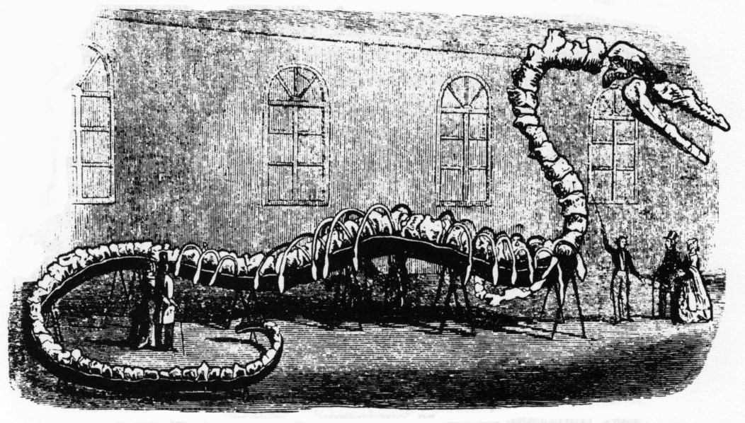 19th-century engraving of Koch's mounted Hydrarchos skeleton.