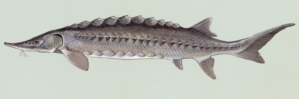Atlantic sturgeon illustration, a suggested explanation for Ogopogo sightings