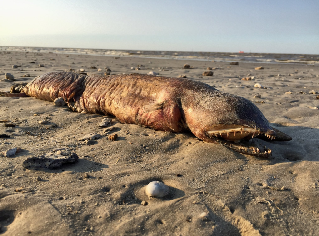 The fanged carcass on the beach.