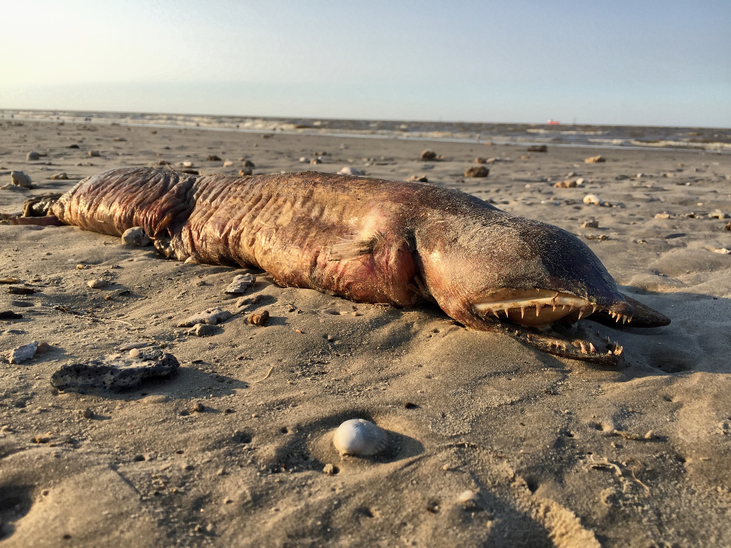 A sea creature found on a beach in Texas City, Texas on Sept. 6, 2017.