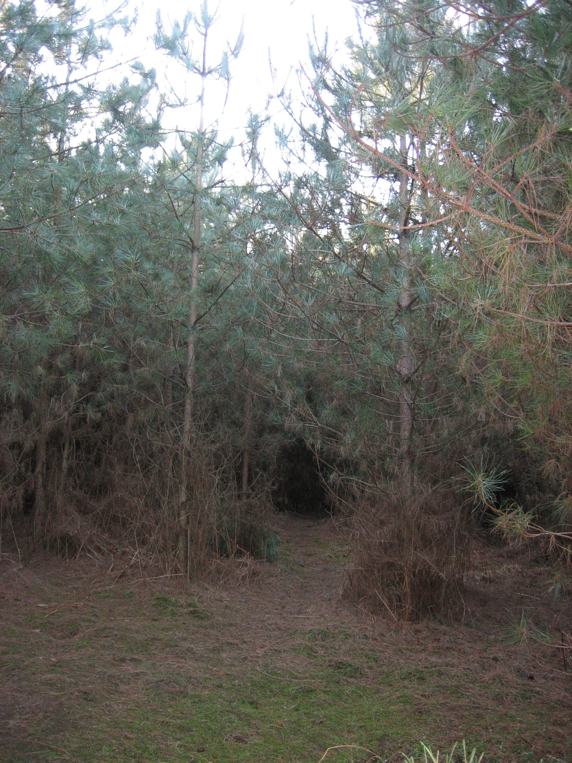 Forest clearing on the Rendlesham UFO Trail