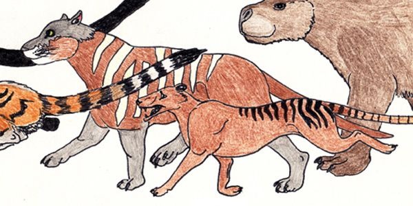 Drawings comparing the Ozenkadnook tiger with other animals