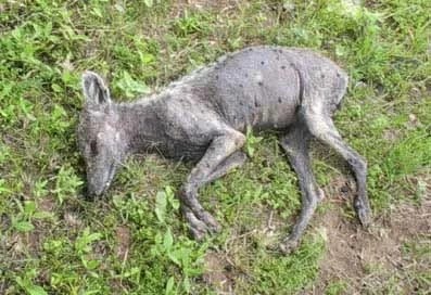 The earlier Elmendorf carcass, as published by the San Antonio Current in 2011.