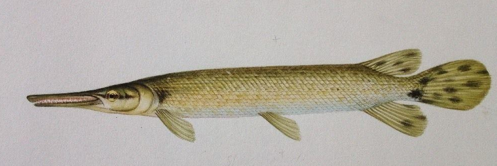 Vintage illustration of a gar, a proposed explanation